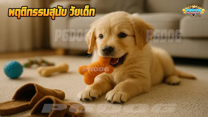 พฤติกรรมสุนัข วัยเด็ก