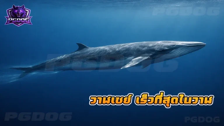 วาฬเซย์ เร็วที่สุดในวาฬ