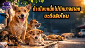 ถ้าเมืองหนึ่งไม่มีหมาจรเลย จะดีจริงไหม