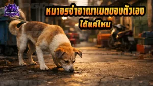 หมาจรจำอาณาเขตของตัวเอง ได้แค่ไหน