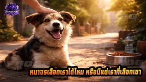 หมาจรเลือกเราได้ไหม หรือมีแต่เราที่เลือกเขา