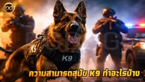 ความสามารถสุนัข K9 ทำอะไรบ้าง