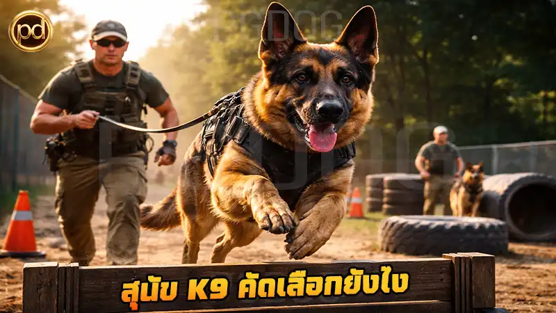 สุนัข K9 คัดเลือกยังไง